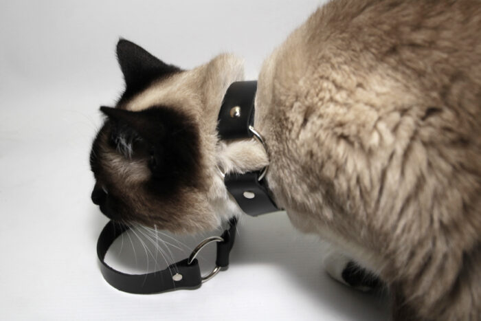 LEATHER CHOKER BLACK - Image 3